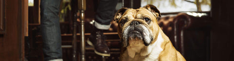 Cruelty Free Pilot Project